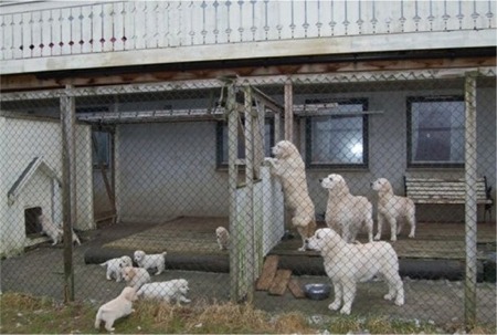 Zenanas kennel